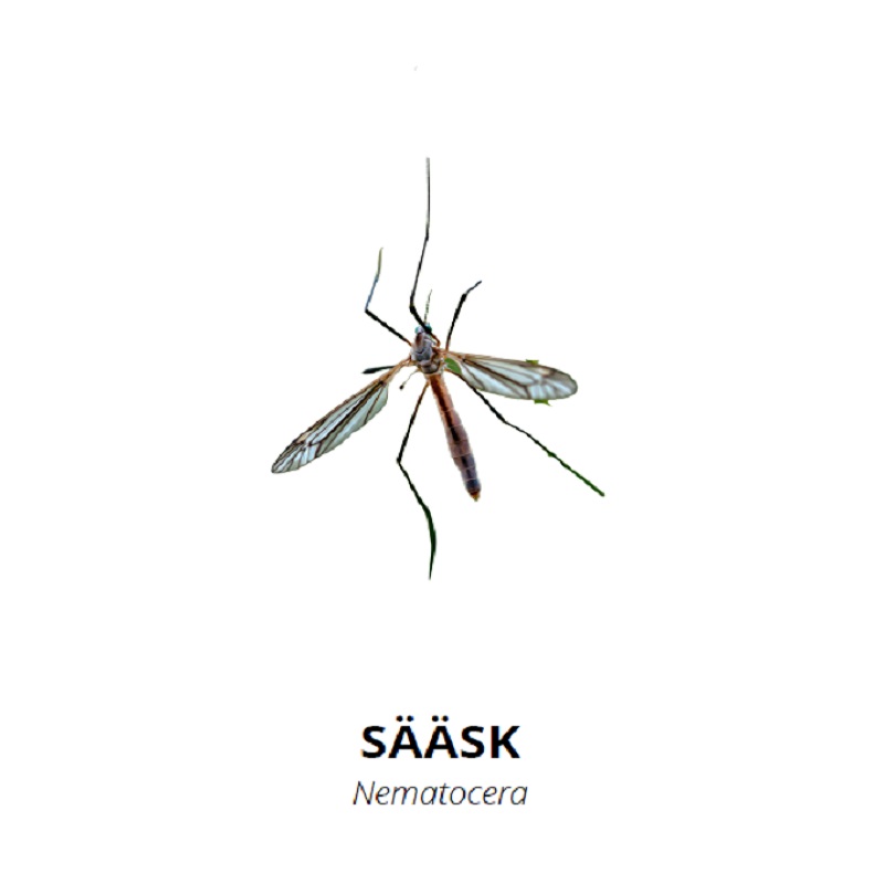 Tasuta õppekaardid - putukad - www.lapseheaks.ee